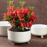 Dekoration & Garten